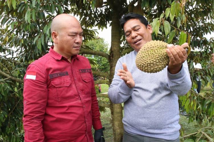 Berhasil Tumbuhkan Ekonomi Lewat Durian Musang King, Anggota DPRD Asal Garoga Dipuji Bupati Taput