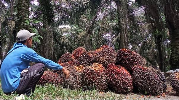 Tandan Buah Sawit Trek, Petani Kelapa Sawit Aeknabara Menjerit