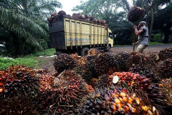 Pasca Idul Fitri, Harga TBS Kelapa Sawit di Labusel Terus Merosot