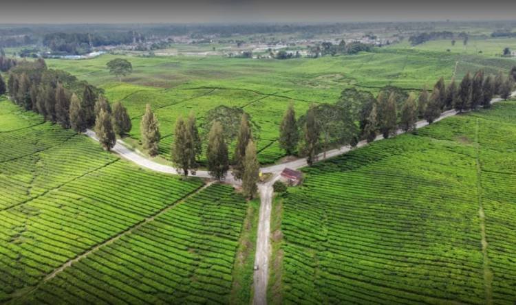 Program PTPN IV Kembangkan Agrowisata Kebun Teh Sidamanik