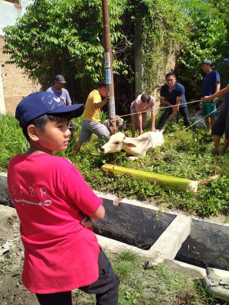 Yayasan BSA Berkurban 1 Ekor Sapi, 3 Kambing