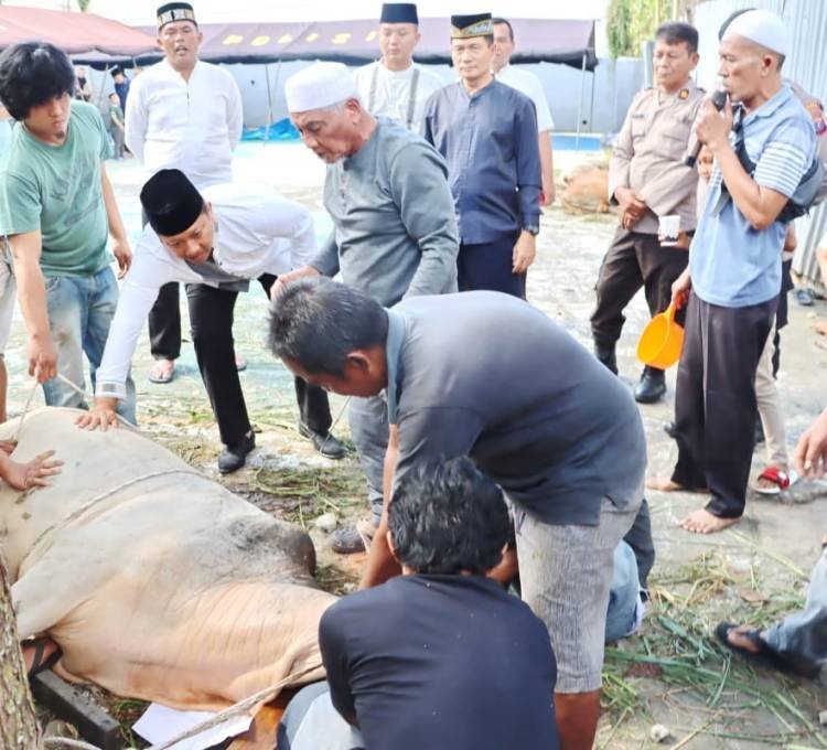 Peringati Idul Adha, Polres Padangsidimpuan Sembelih 11 Ekor Sapi