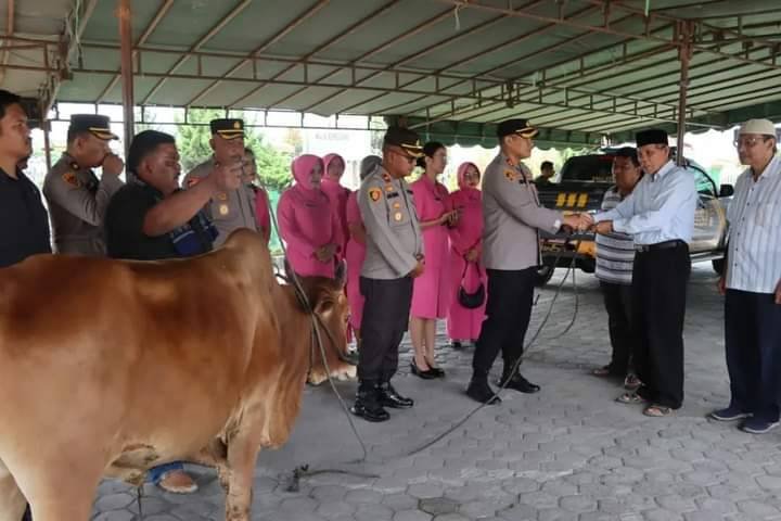 Polres Tanah Karo Serahkan Satu Ekor Sapi ke Masjid Agung Kabanjahe