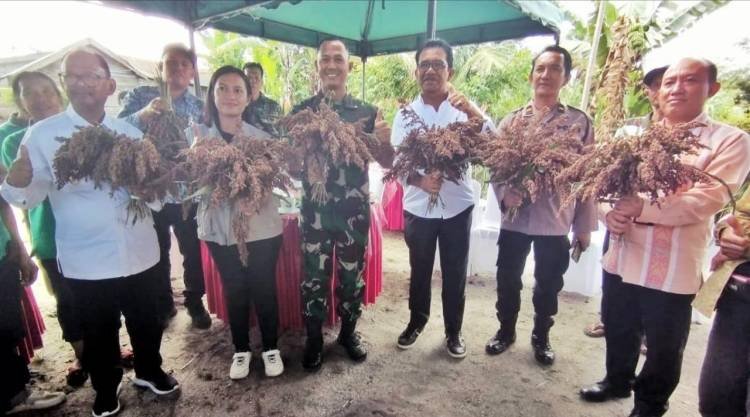 Wabup, Ketua DPRD dan Dandim 0207/Simalungun Panen Perdana Sorgum