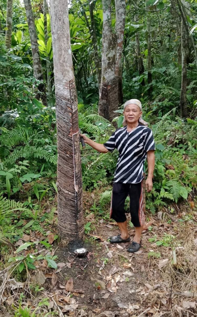 Harga Karet di Nias Anjlok, Petani Mengeluh