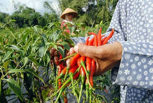 Petani Cabai di Simalungun Diimbau Waspada Munculnya Penyakit Busuk Buah