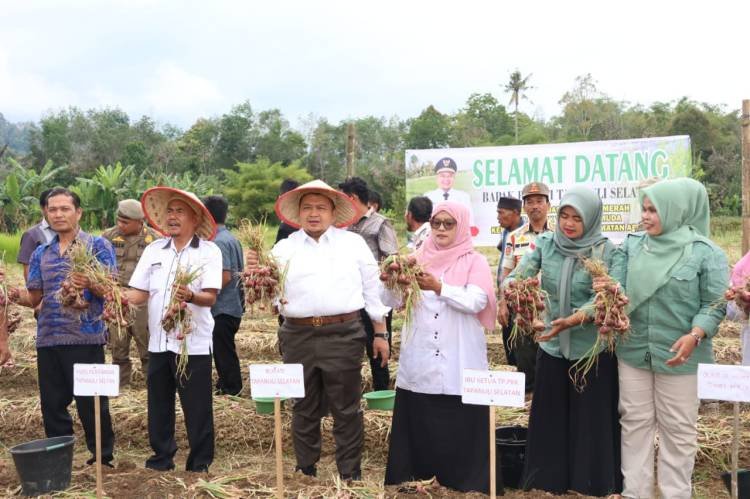Bupati Tapsel Panen Perdana Bawang Merah Bersama Koptan Tunas Muda Arse