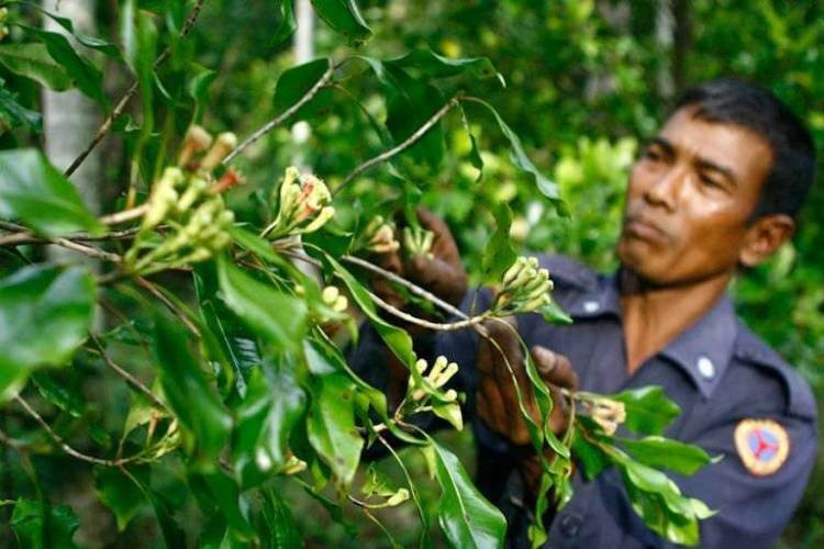 Asosiasi Petani Cengkeh Tolak RPP Pengamanan Zat Adiktif