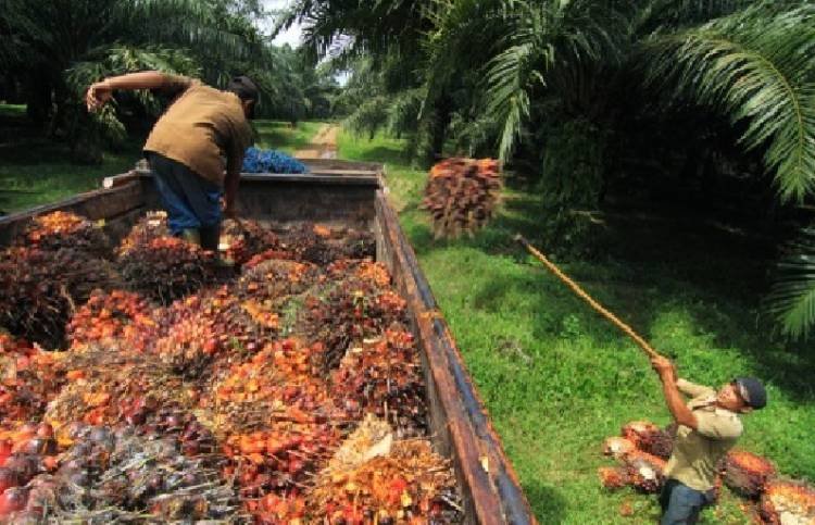 Harga TBS Kelapa Sawit di Tanah Jawa Semakin Naik