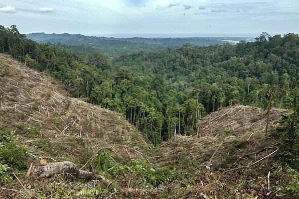 Perambahan Kawasan Hutan Produksi di Hatonduhan Simalungun Masih Tetap Berlangsung