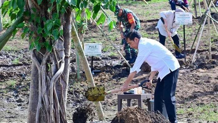 Tanam Pohon di NTT, Jokowi Kirim Pesan Aksi Nyata Hadapi Perubahan Iklim