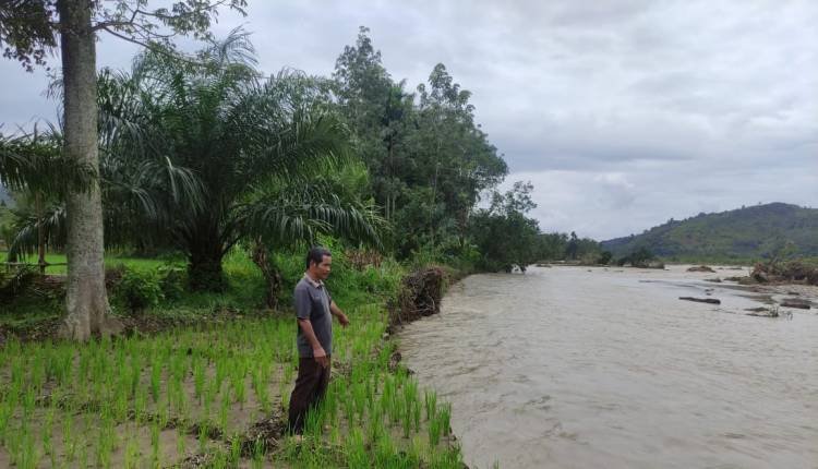 Ratusan Hektare Sawah Direndam Sungai Barumun