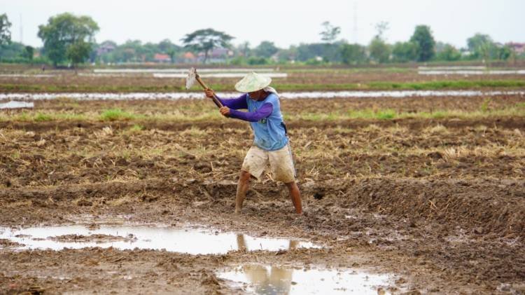 Jelang Musim Tanam, Petani Toba Harapkan Tak Terjadi Kelangkaan Pupuk