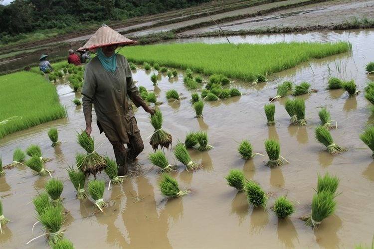 Musim Tanam di Nagori Maligas Tongah, Ibu-ibu Mulai Turun ke Sawah
