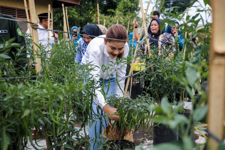 Kahiyang Ayu Panen Cabai Merah  Bersama Kelompok Tani di Medan