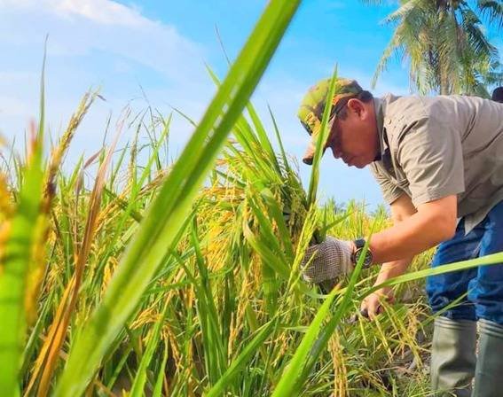 Wali Kota Tanjungbalai dan Kelompok Tani Panen Padi di Kelurahan Sijambi