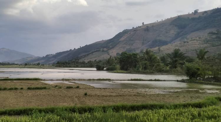 Satu Musim Gagal Tanam, Petani Minta Normalisasi Sungai Lau Rambong di Karo