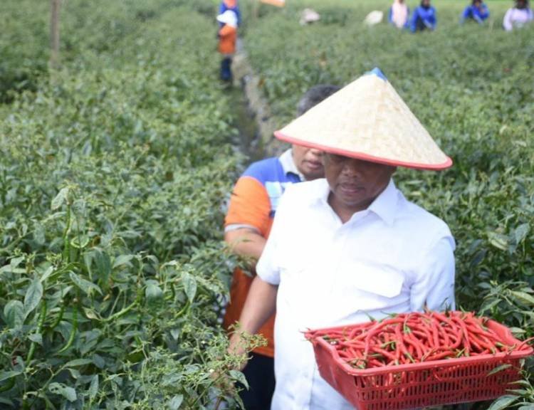 Panen Cabai Merah di Dolokmasihul, Bupati Sergai Ajak Petani Milenial Tingkatkan Semangat Bertani