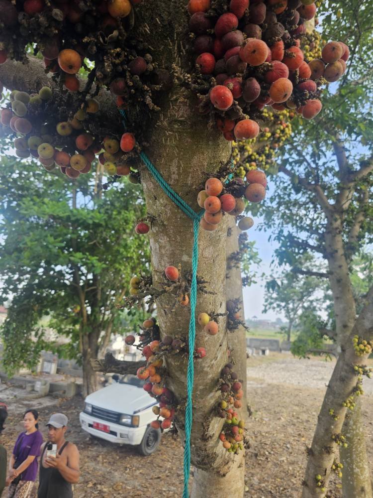 Pedagang Bambu Ditemukan Tewas Tergantung di Kuburan Cina Batangkuis