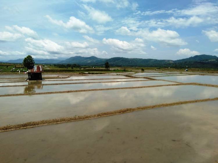 Dairi Surplus Beras, Masyarakat Tetap Membeli