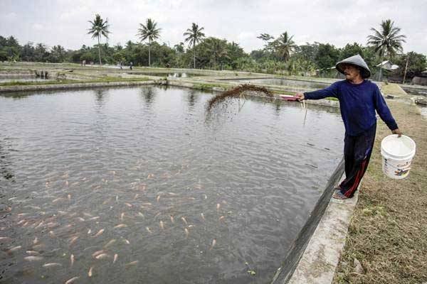 Pemprov Sumut Bersama eFishery Kembangkan Budidaya Ikan Air Tawar