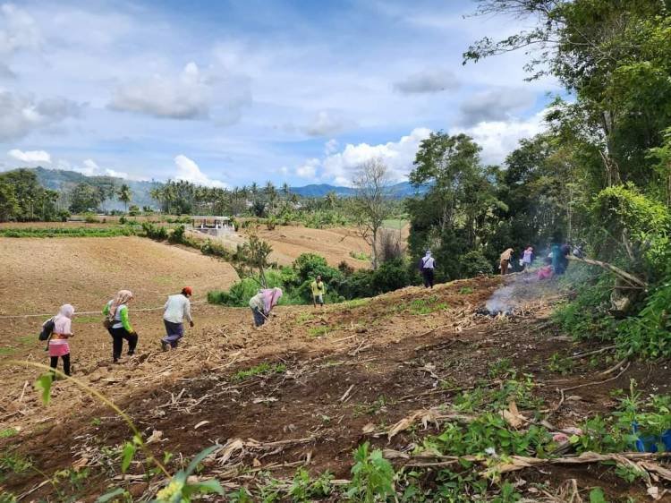 Hujan Mengguyur Tigabinanga Karo, Petani Jagung Turun ke Lahan Pertanian