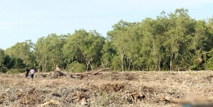 Ketua DPD LKLH Langkat Minta Kapoldasu Berantas Perambah Hutan Mangrove