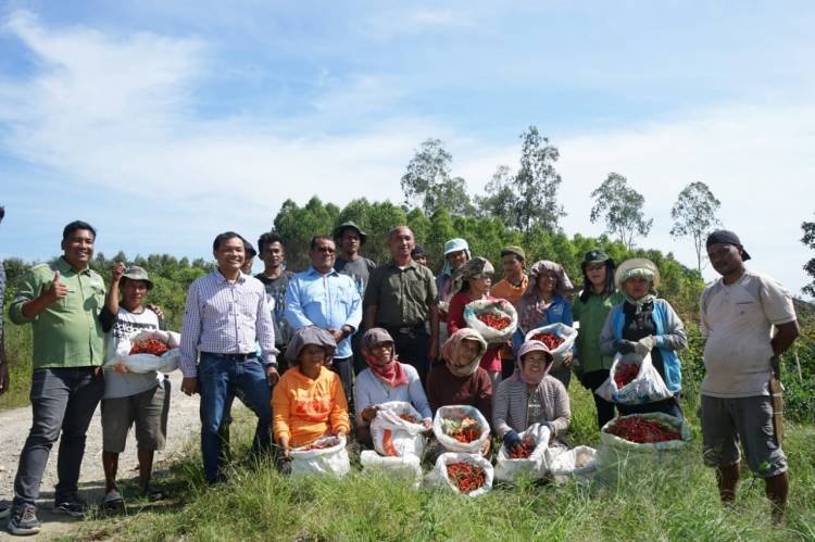 Program Intercorp TPL, KTH Dolokparmonangan Nauli Panen 3 Ton Cabai Merah