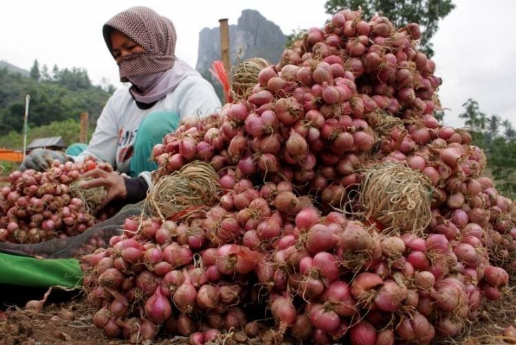 Sumut Kekurangan Bawang Merah 19.000 Ton Setiap Tahun