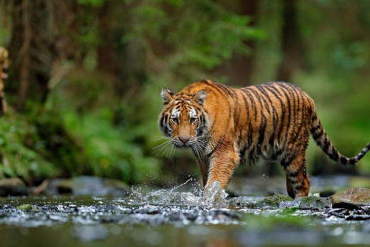 Harimau Kurus Berkalung GPS yang Diduga Dilepasliarkan Menteri LHK Kejar Warga di Langkat