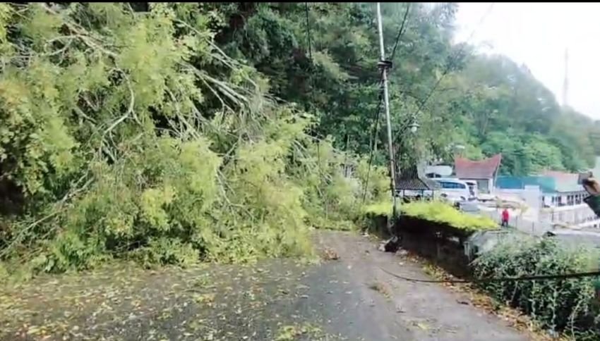 Pohon Tumbang di Jalinsum Parapat, Pengendara Berboncengan dan Balita Tertimpa