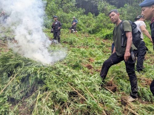 5 Ha Ladang Ganja di Mandailing Natal Dimusnahkan