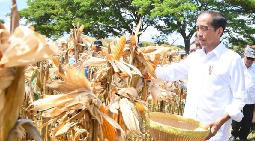 Tinjau Panen Jagung di Sumbawa, Presiden Tegaskan Pentingnya Keseimbangan Harga