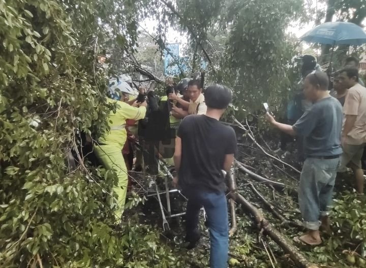 Seorang IRT Pengendara Sepedamotor Tewas Tertimpa Pohon