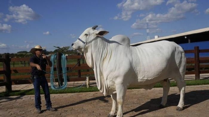 Viatina-19, Sapi Termahal di Dunia dengan Berat 1.100 Kg