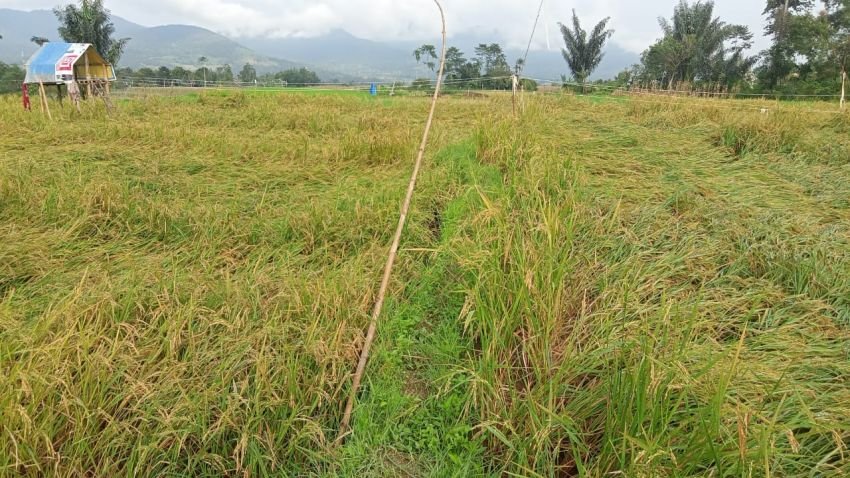 Bencana Angin Kencang, Puluhan Rumah dan Lahan Pertanian Rusak di Desa Sosor Lontung Dairi