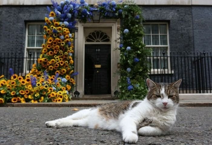 PM Inggris Gonta-ganti, Larry “Kucing” Tetap Bertahan