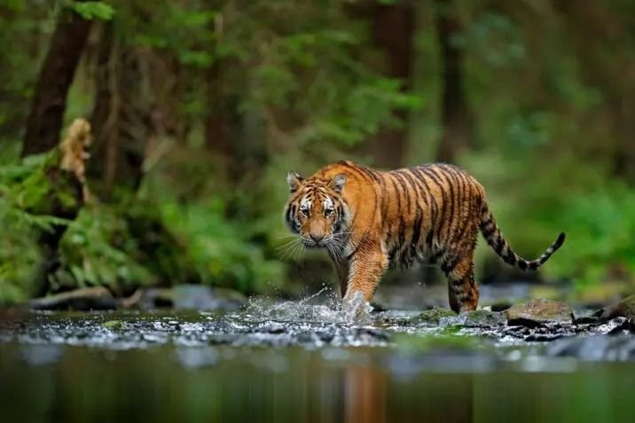 WWF Catat Kemajuan Besar dalam Jumlah Harimau Liar di Dunia