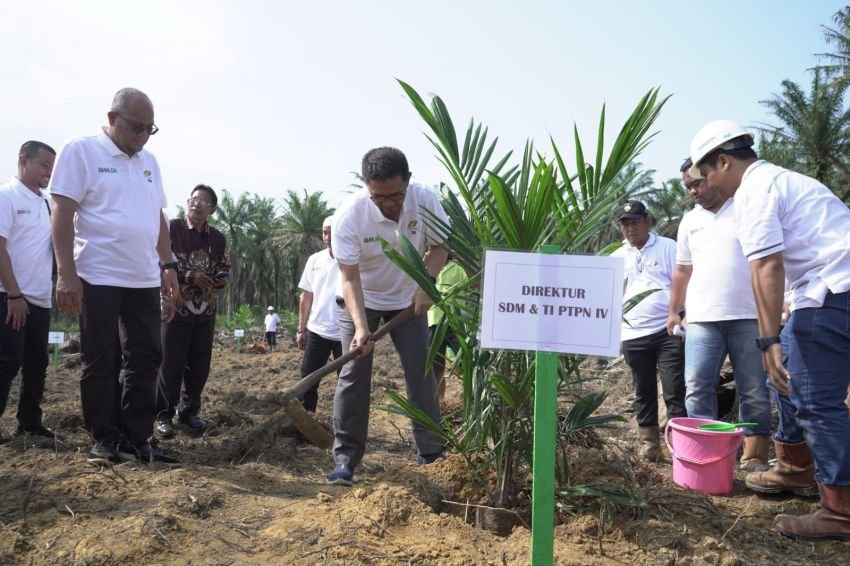 Sampai Juli 2024, PTPN IV Regional I Realisasikan Peremajaan Sawit Rakyat 744,93 Ha, Lampaui Taget