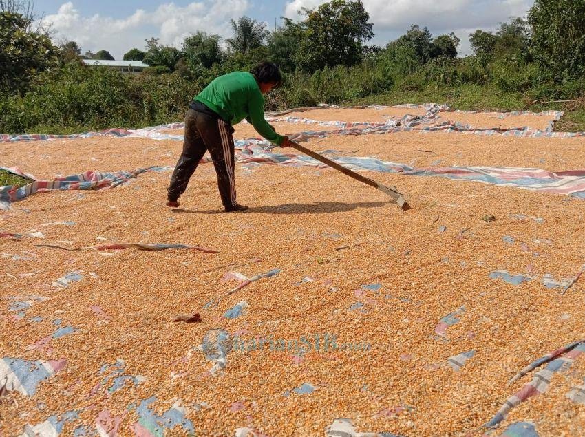 Petani Masih Menjerit, Harga Tomat dan Jagung di Simalungun Anjlok