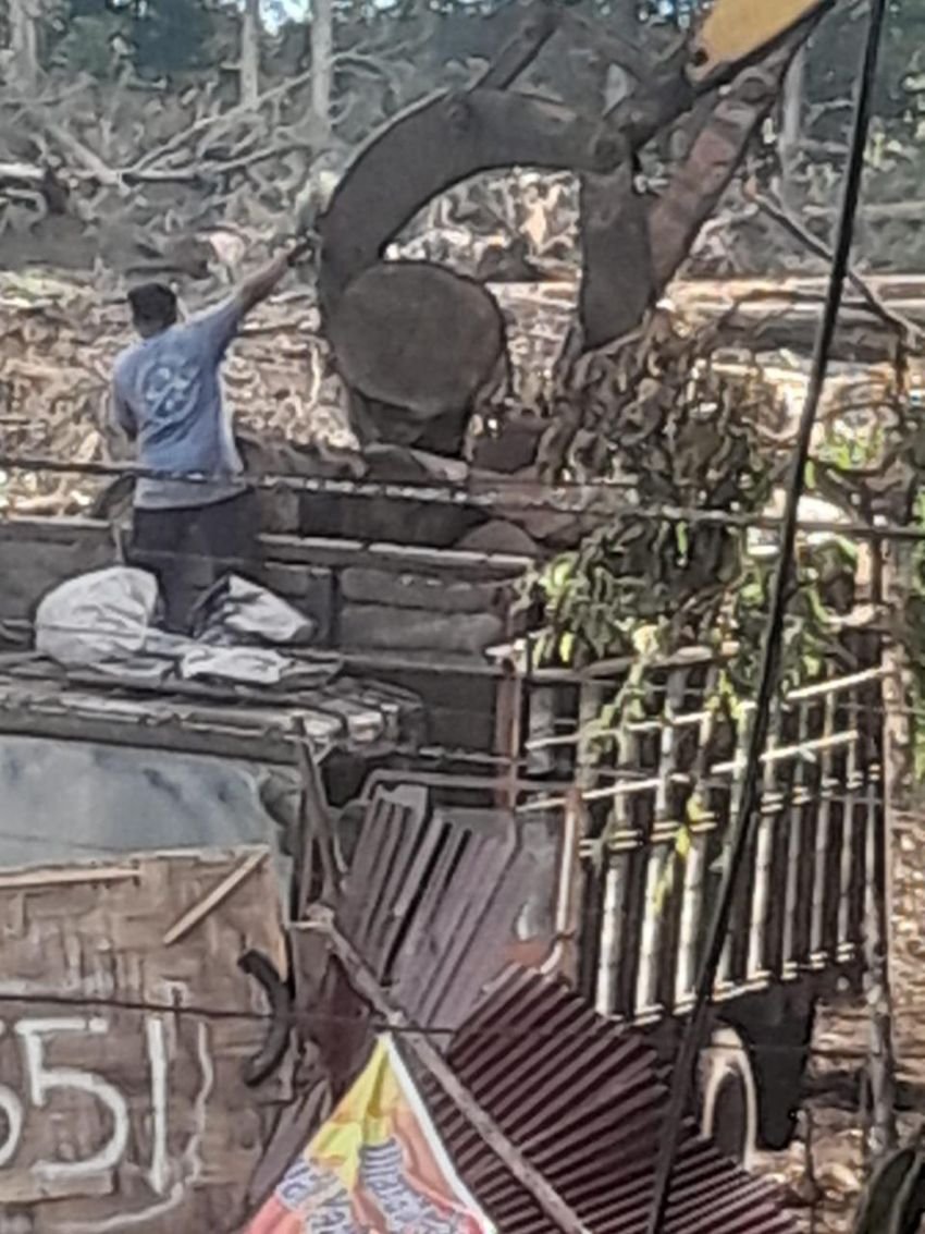 Kayu Hasil Penebangan Diangkut Keluar dari Hutan Arboretum Merek