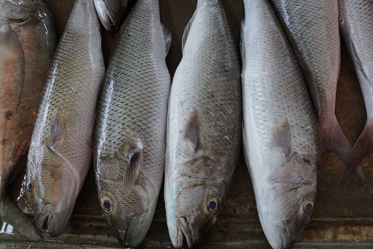 Waspada ! Hindari 5 Ikan Ini Jika Anda Penderita Hipertensi