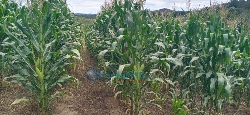 Petani di Taput Mengeluh atas Anjloknya Harga Jagung