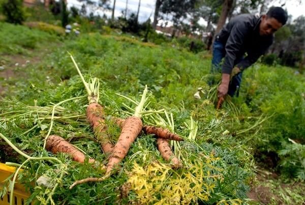 Kadis Ketapang Sesalkan Impor Wortel ke Sumut