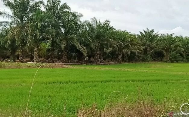 Penajam akan Dijadikan Lumbung Baru Pangan Nasional