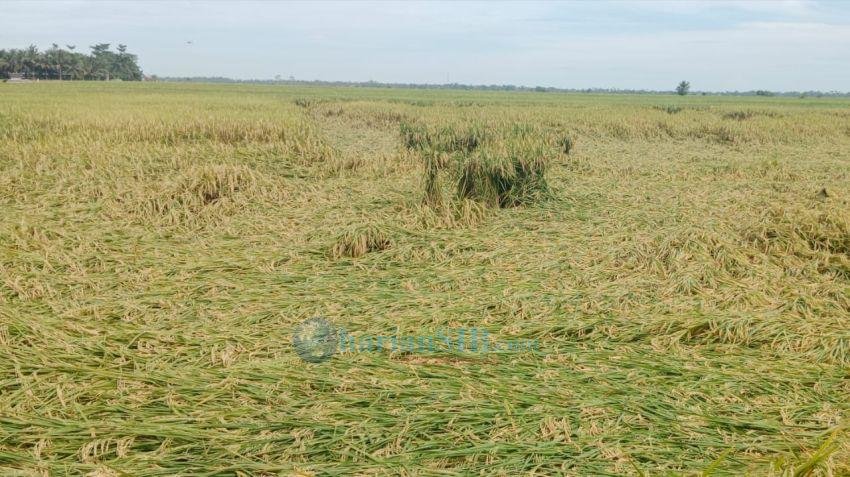 Puluhan Hektare Padi Siap Panen Tumbang di Tanjung Beringin Sergai, Petani Kerepotan