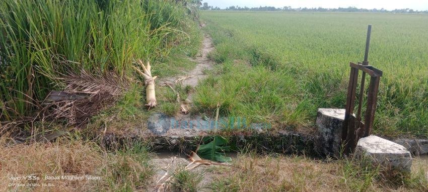 Jalan Usaha Tani di Tanjung Beringin Putus, Warga Harap Segera Diperbaiki