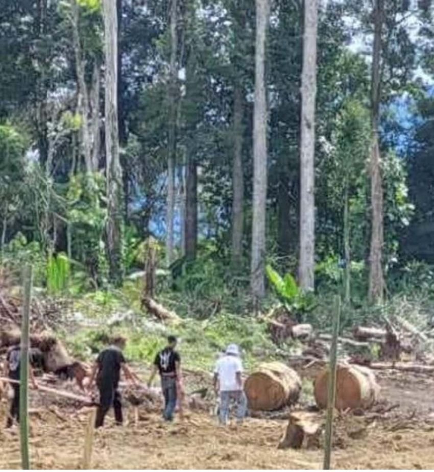 Terancam Punah, Hutan Arboretum di Desa Merek Diduga Telah Diperjual-belikan