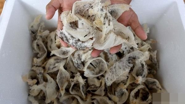 Indonesia Jadi Pusat Perburuan Dunia, Sumbang 80 Persen Kebutuhan Dunia
