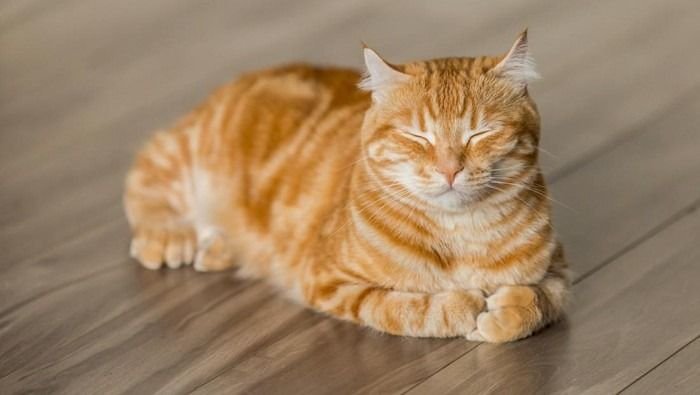 Perusahaan di Jepang “Pekerjakan” Kucing sebagai “Karyawan Tetap”